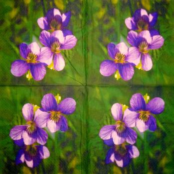 030 Stiefmütterchen, Violet